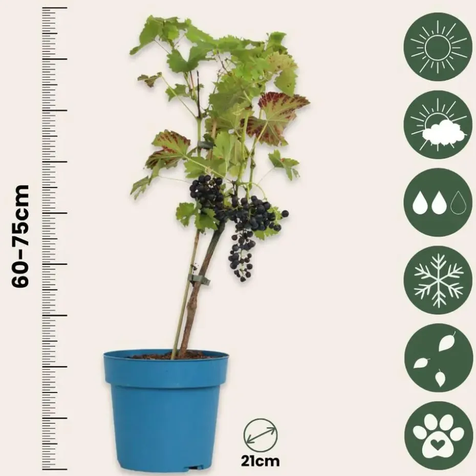 Druivenplant - Vitis vinifera ‘Nero’ - Hoogte 60-75cm - ⌀21cm