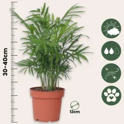 Dwergpalm - Chamaedorea elegans - Hoogte 30-40cm - ⌀12cm