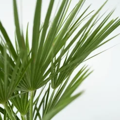 Dwergpalm - Chamaerops humilis - Hoogte 70-80cm - ⌀21cm
