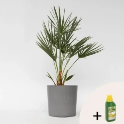 Dwergpalm - Chamaerops humilis - Hoogte 70-80cm - ⌀21cm