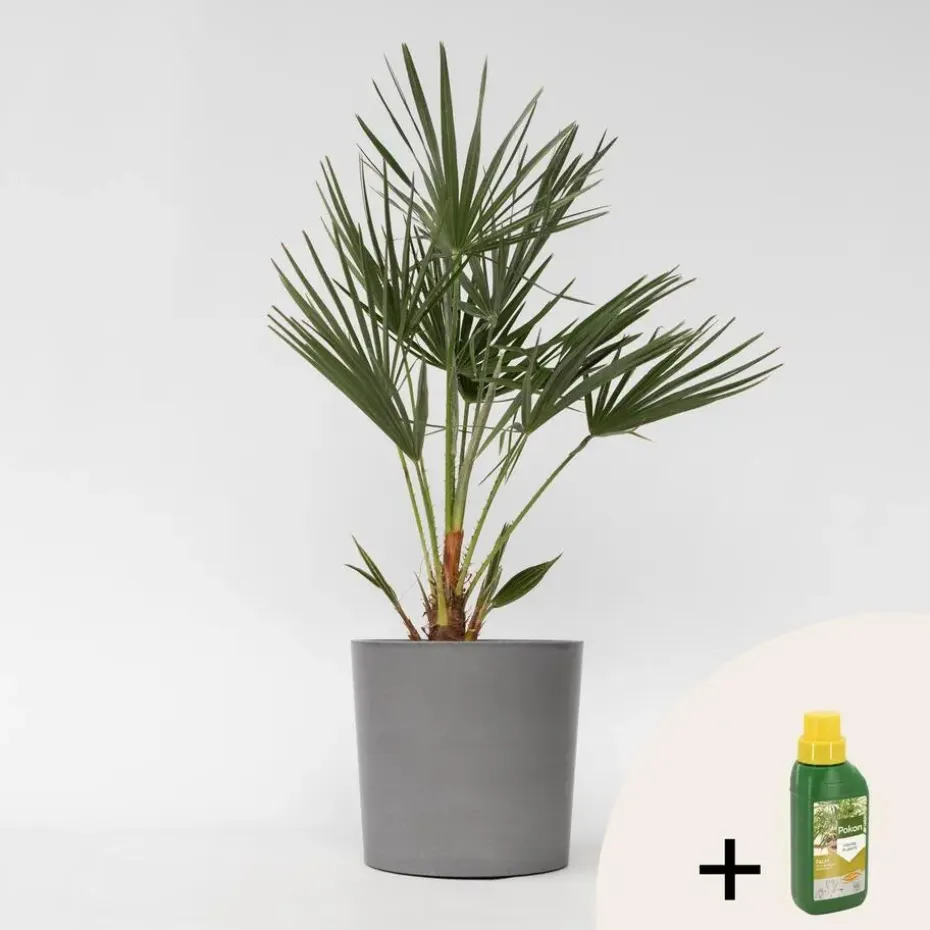 Dwergpalm - Chamaerops humilis - Hoogte 70-80cm - ⌀21cm