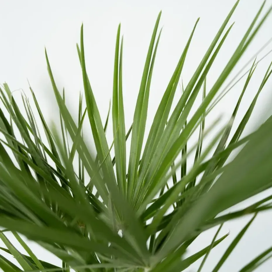 Dwergpalm - Chamaerops humilis - Hoogte 70-80cm - ⌀21cm