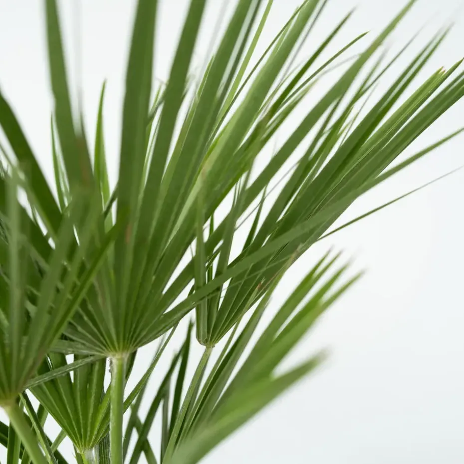 Dwergpalm - Chamaerops humilis - Hoogte 70-80cm - ⌀21cm