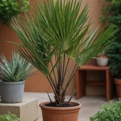 Dwergpalm - Set van 2 - Chamaerops humilis - Hoogte 50-60cm - ⌀15cm