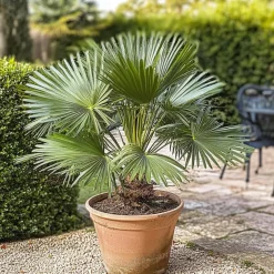 Dwergpalm - Set van 2 - Chamaerops humilis - Hoogte 50-60cm - ⌀15cm
