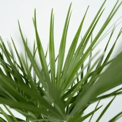 Dwergpalm - Set van 2 - Chamaerops humilis - Hoogte 70-80cm - ⌀21cm