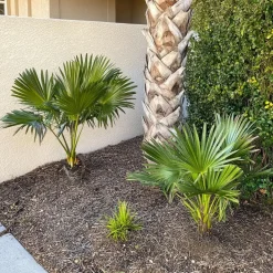 Dwergpalm - Set van 2 - Chamaerops humilis - Hoogte 70-80cm - ⌀21cm