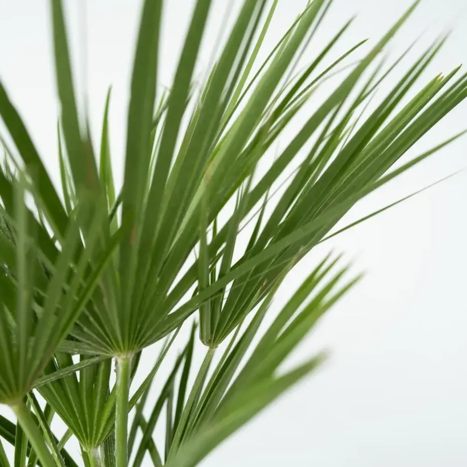 Dwergpalm - Set van 2 - Chamaerops humilis - Hoogte 70-80cm - ⌀21cm