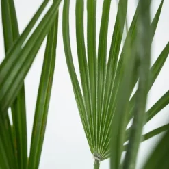 Dwergpalm - Set van 2 - Chamaerops humilis - Hoogte 70-80cm - ⌀21cm