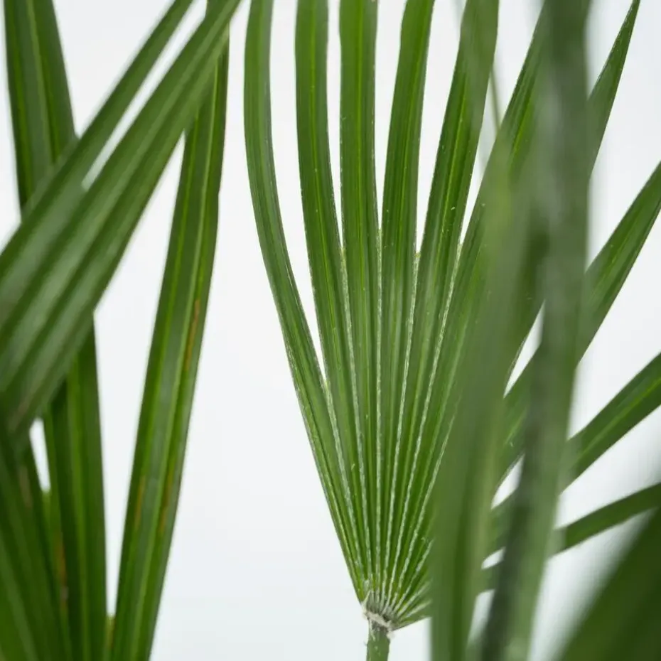 Dwergpalm - Set van 2 - Chamaerops humilis - Hoogte 70-80cm - ⌀21cm