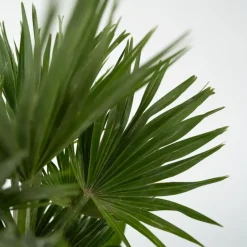Dwergpalm - Set van 2 - Chamaerops 'Vulcano' - Hoogte 35-45cm - ⌀19cm