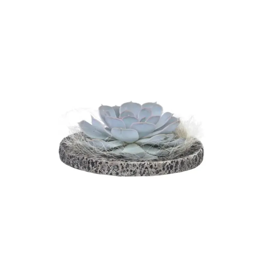 Echeveria - Echeveria lilacina - Hoogte 8cm