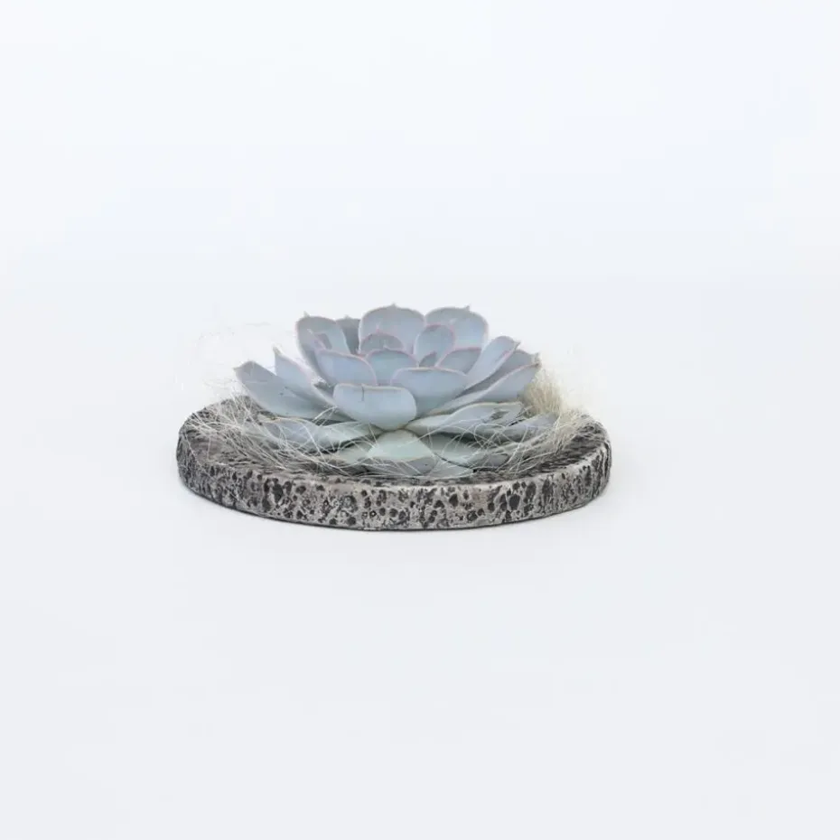 Echeveria - Echeveria lilacina - Hoogte 8cm