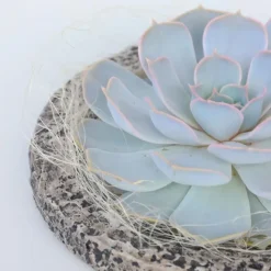 Echeveria - Echeveria lilacina - Hoogte 8cm