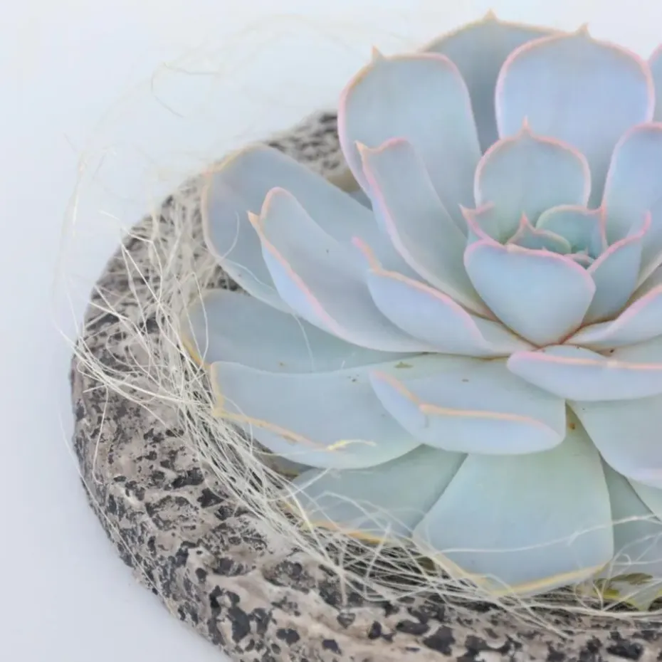 Echeveria - Echeveria lilacina - Hoogte 8cm