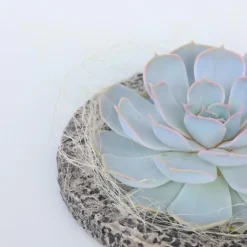 Echeveria - Echeveria lilacina - Hoogte 8cm