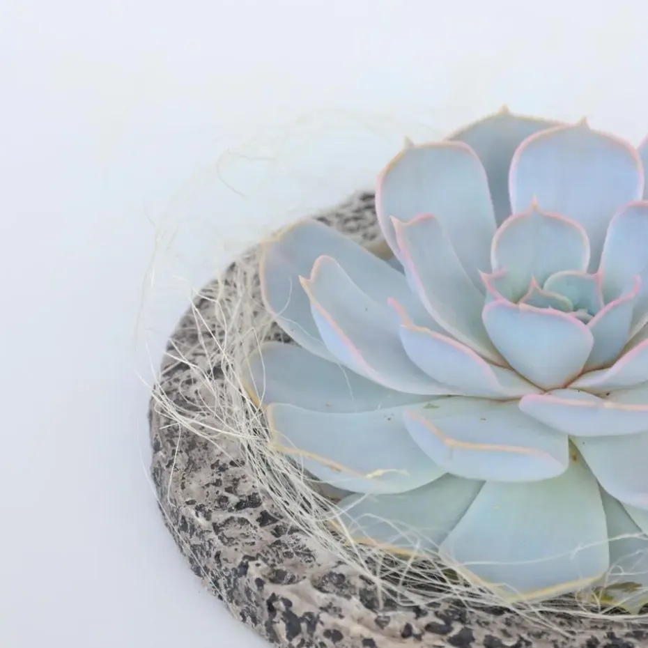 Echeveria - Echeveria lilacina - Hoogte 8cm