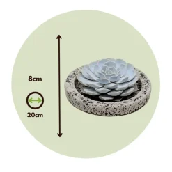 Echeveria - Echeveria lilacina - Hoogte 8cm