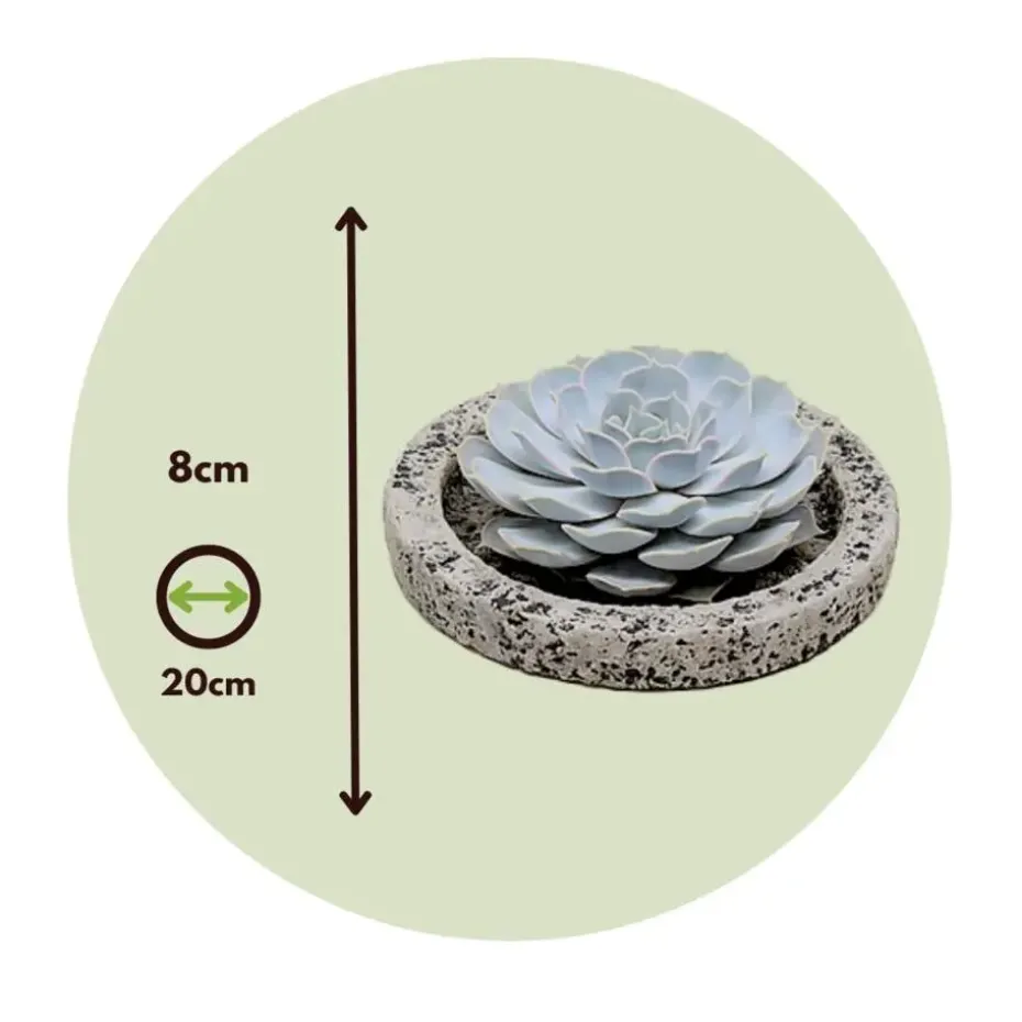 Echeveria - Echeveria lilacina - Hoogte 8cm