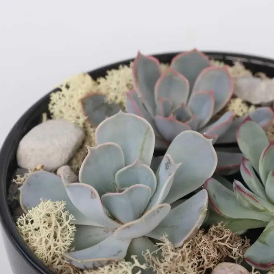 Echeveria - Echeveria lilacina - Hoogte 8cm