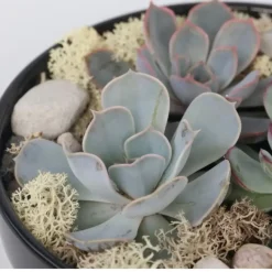 Echeveria - Echeveria lilacina - Hoogte 8cm