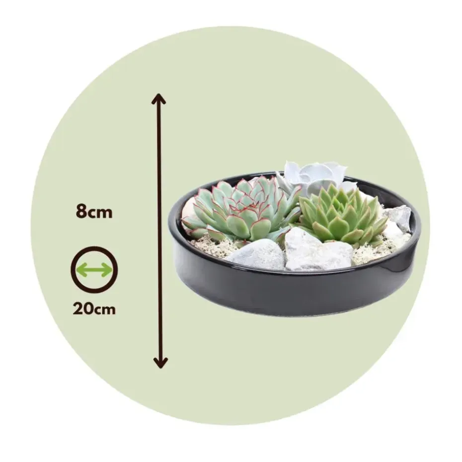 Echeveria - Echeveria lilacina - Hoogte 8cm