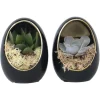 Echeveria - Set van 2 - Echeveria lilacina - Hoogte 12cm