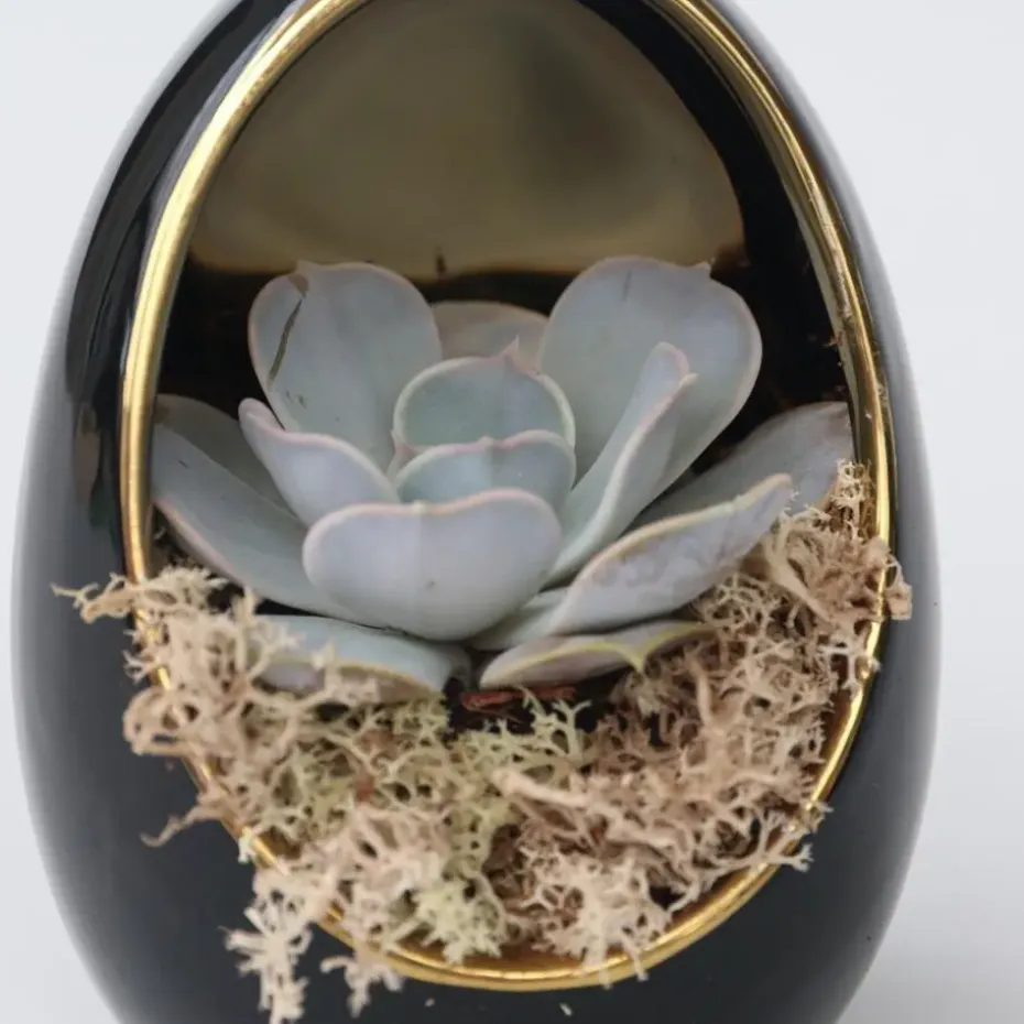 Echeveria - Set van 2 - Echeveria lilacina - Hoogte 12cm