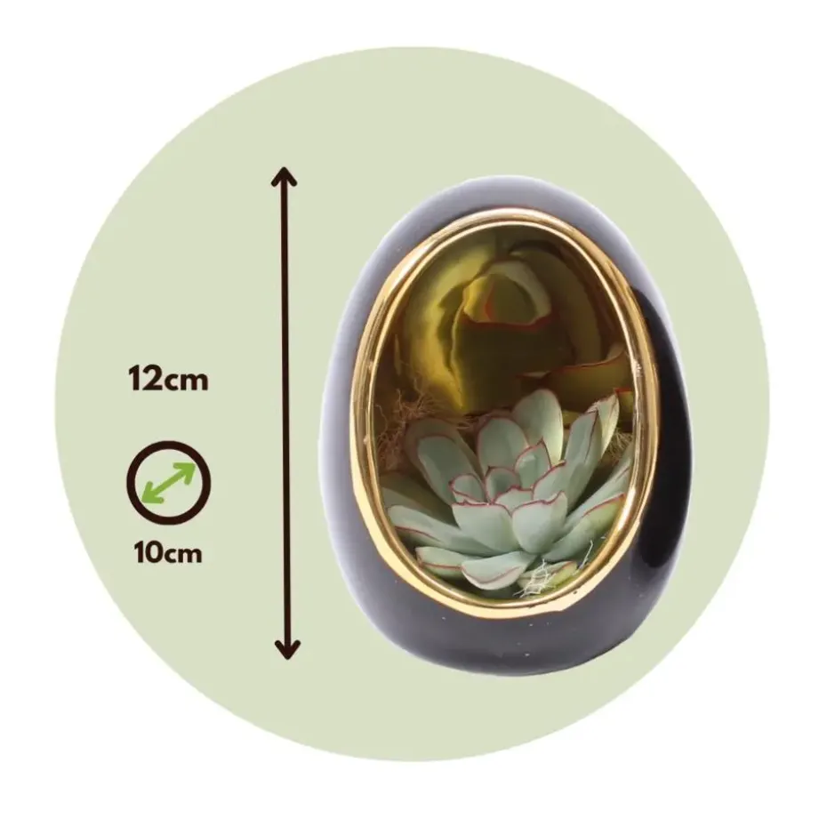 Echeveria - Set van 2 - Echeveria lilacina - Hoogte 12cm