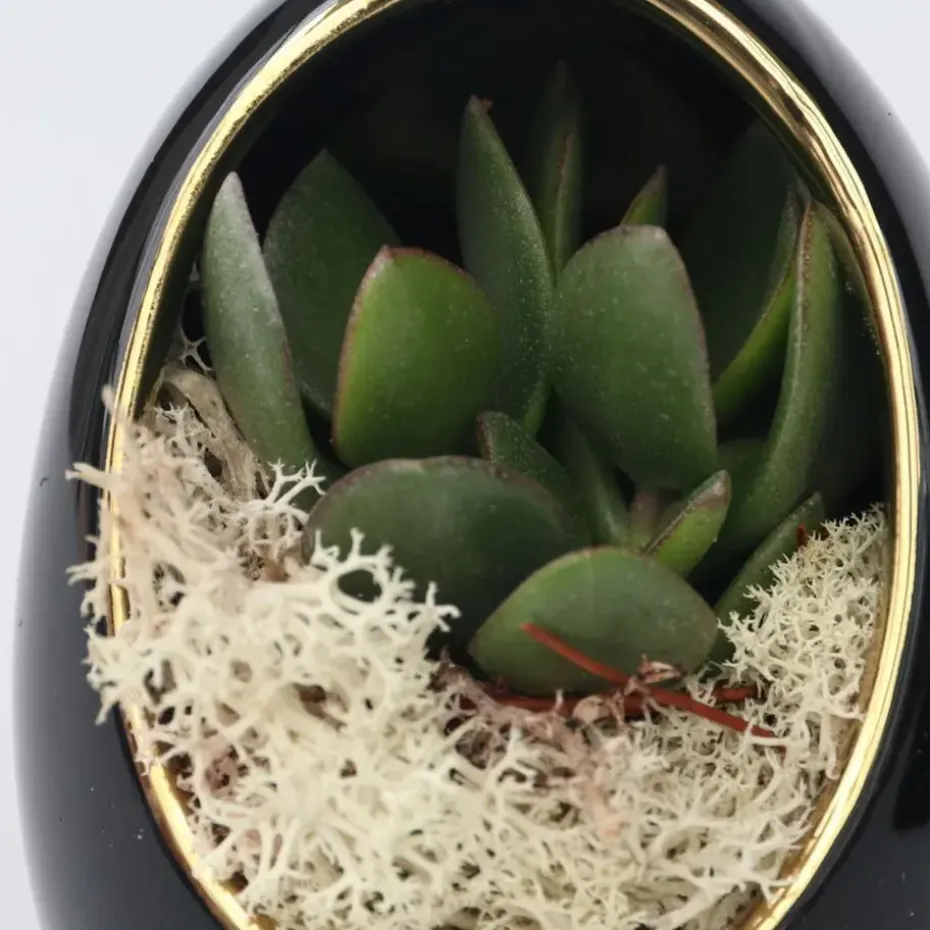 Echeveria - Set van 2 - Echeveria lilacina - Hoogte 12cm