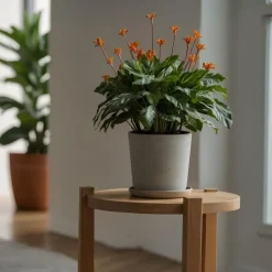 Eeuwige vlam - Calathea crocata 'Tassmania' - Hoogte 40-50cm - ⌀14cm