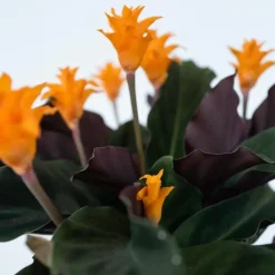 Eeuwige vlam - Calathea crocata 'Tassmania' - Hoogte 40-50cm - ⌀14cm