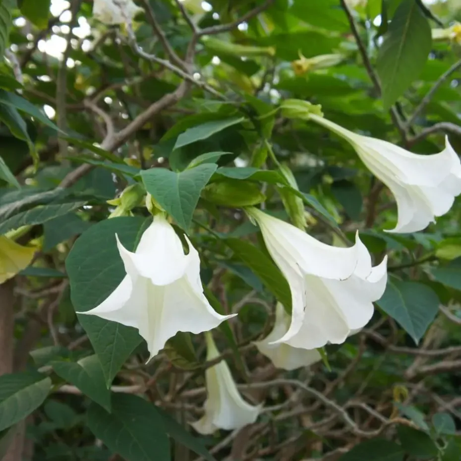 Engelentrompet - Set van 3 - Brugmansia - Hoogte 25-40cm - ⌀9cm