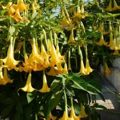 Engelentrompet - Set van 3 - Brugmansia - Hoogte 25-40cm - ⌀9cm