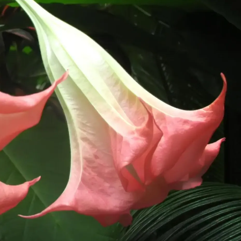 Engelentrompet - Set van 3 - Brugmansia - Hoogte 25-40cm - ⌀9cm