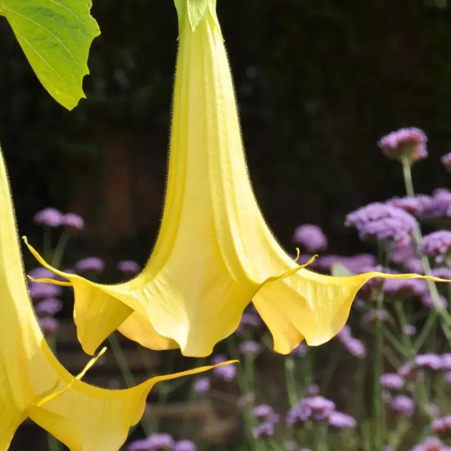 Engelentrompet - Set van 3 - Brugmansia - Hoogte 25-40cm - ⌀9cm