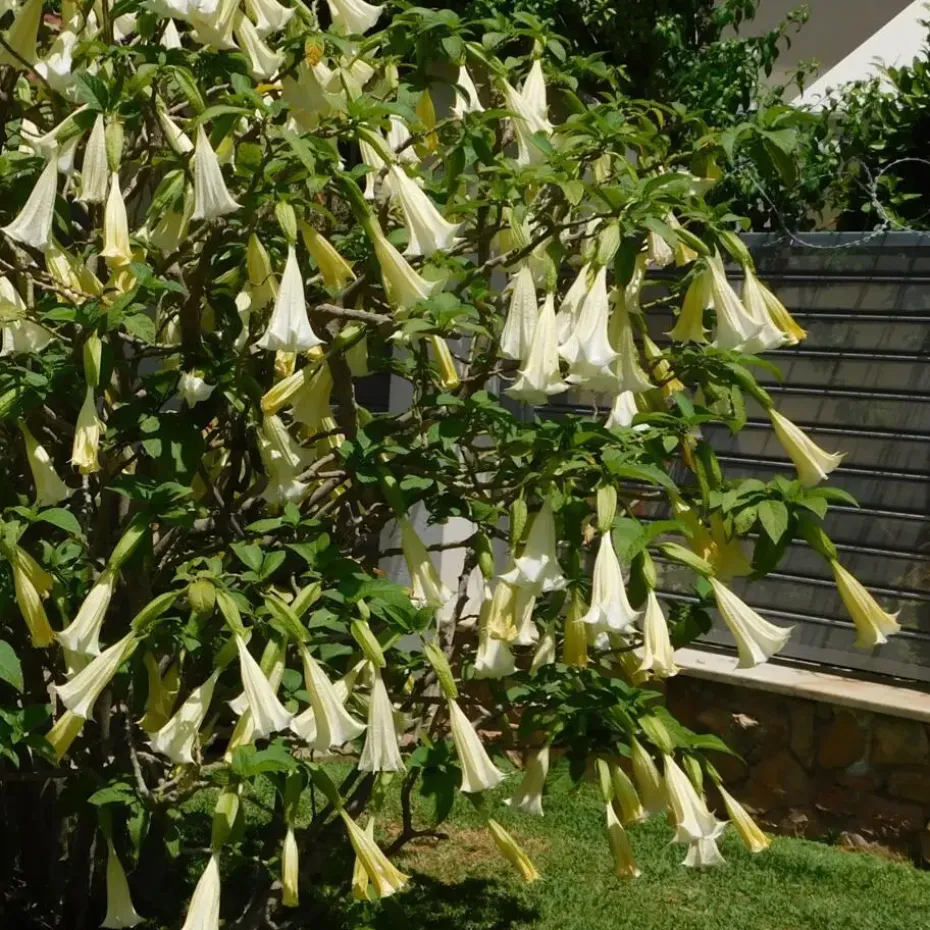 Engelentrompet - Set van 6 - Brugmansia - Hoogte 25-40cm - ⌀9cm