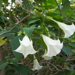 Engelentrompet - Set van 6 - Brugmansia - Hoogte 25-40cm - ⌀9cm