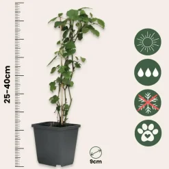 Engelentrompet - Set van 6 - Brugmansia - Hoogte 25-40cm - ⌀9cm