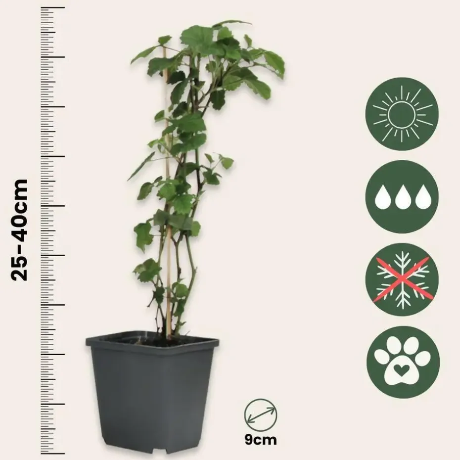 Engelentrompet - Set van 6 - Brugmansia - Hoogte 25-40cm - ⌀9cm