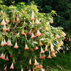 Engelentrompet - Set van 6 - Brugmansia - Hoogte 25-40cm - ⌀9cm