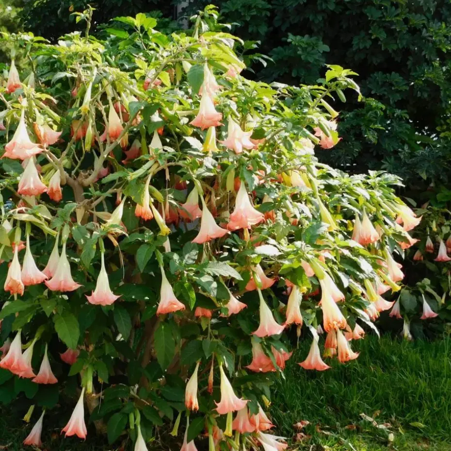 Engelentrompet - Set van 6 - Brugmansia - Hoogte 25-40cm - ⌀9cm