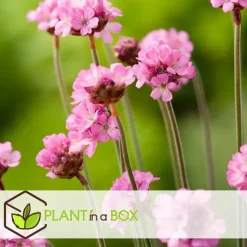 Engels gras - Set van 3 - Armeria maritima 'Deep Rose' - Hoogte 20-30cm - ⌀12cm