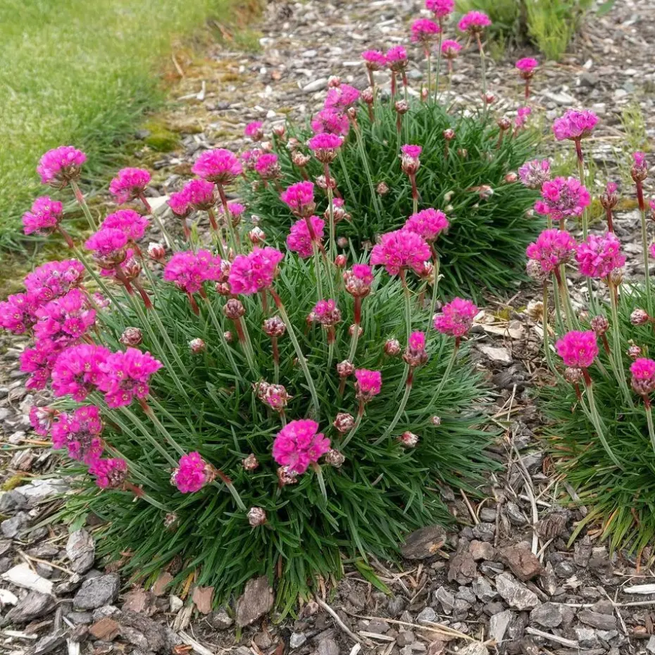 Engels gras - Set van 3 - Armeria maritima 'Deep Rose' - Hoogte 20-30cm - ⌀12cm
