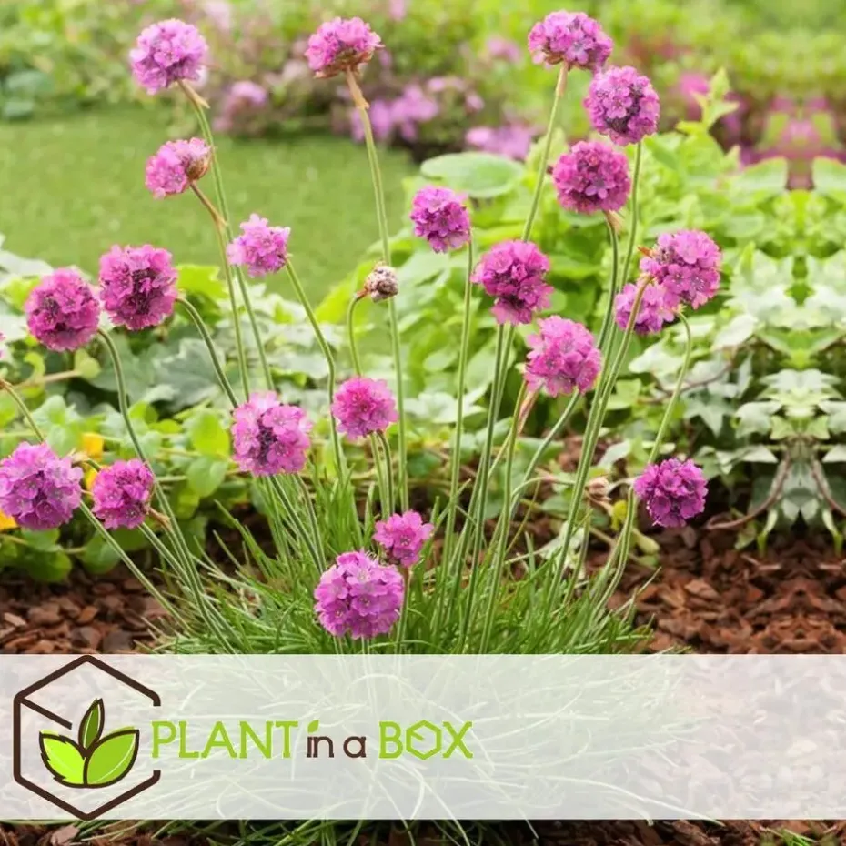 Engels gras - Set van 3 - Armeria maritima 'Deep Rose' - Hoogte 20-30cm - ⌀12cm