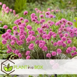 Engels gras - Set van 3 - Armeria maritima 'Deep Rose' - Hoogte 20-30cm - ⌀12cm