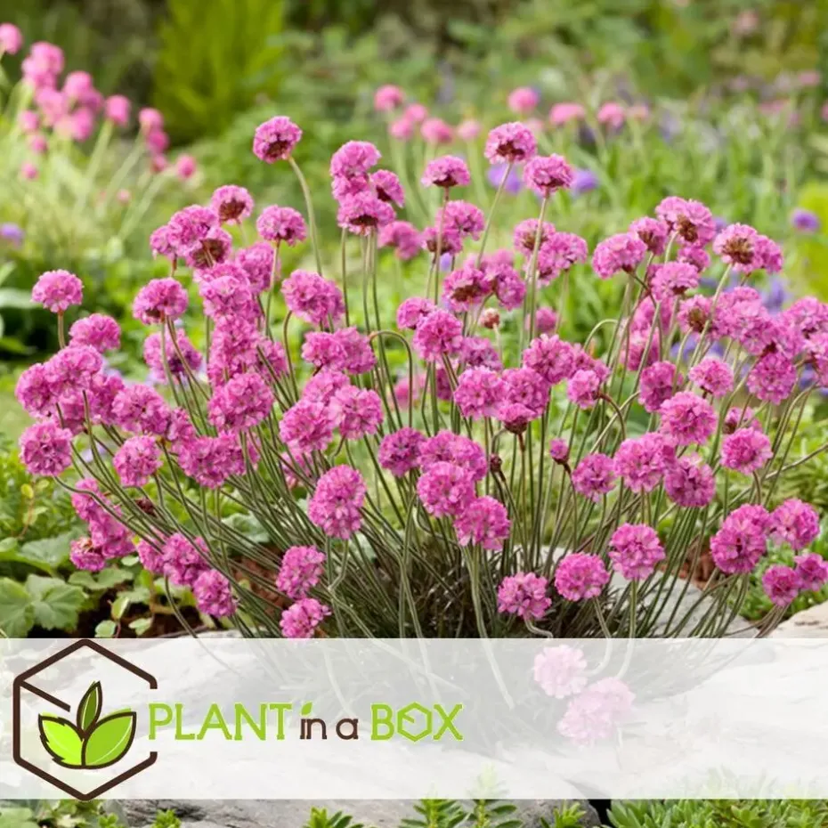 Engels gras - Set van 3 - Armeria maritima 'Deep Rose' - Hoogte 20-30cm - ⌀12cm