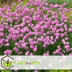 Engels gras - Set van 3 - Armeria maritima 'Deep Rose' - Hoogte 20-30cm - ⌀12cm
