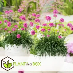Engels gras - Set van 3 - Armeria maritima 'Deep Rose' - Hoogte 20-30cm - ⌀12cm