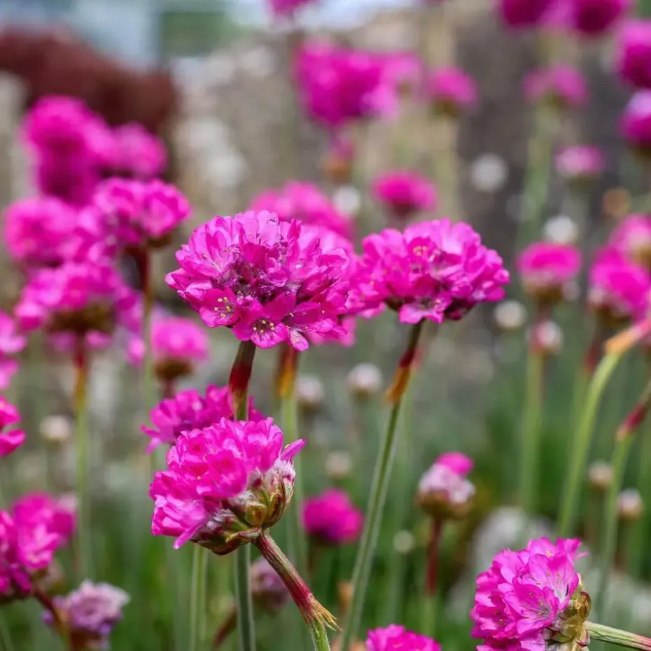Engels gras - Set van 6 - Armeria maritima 'Deep Rose' - Hoogte 20-30cm - ⌀12cm